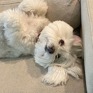 Meet your Posher, Sonia